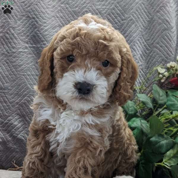Marty, Mini Goldendoodle Puppy